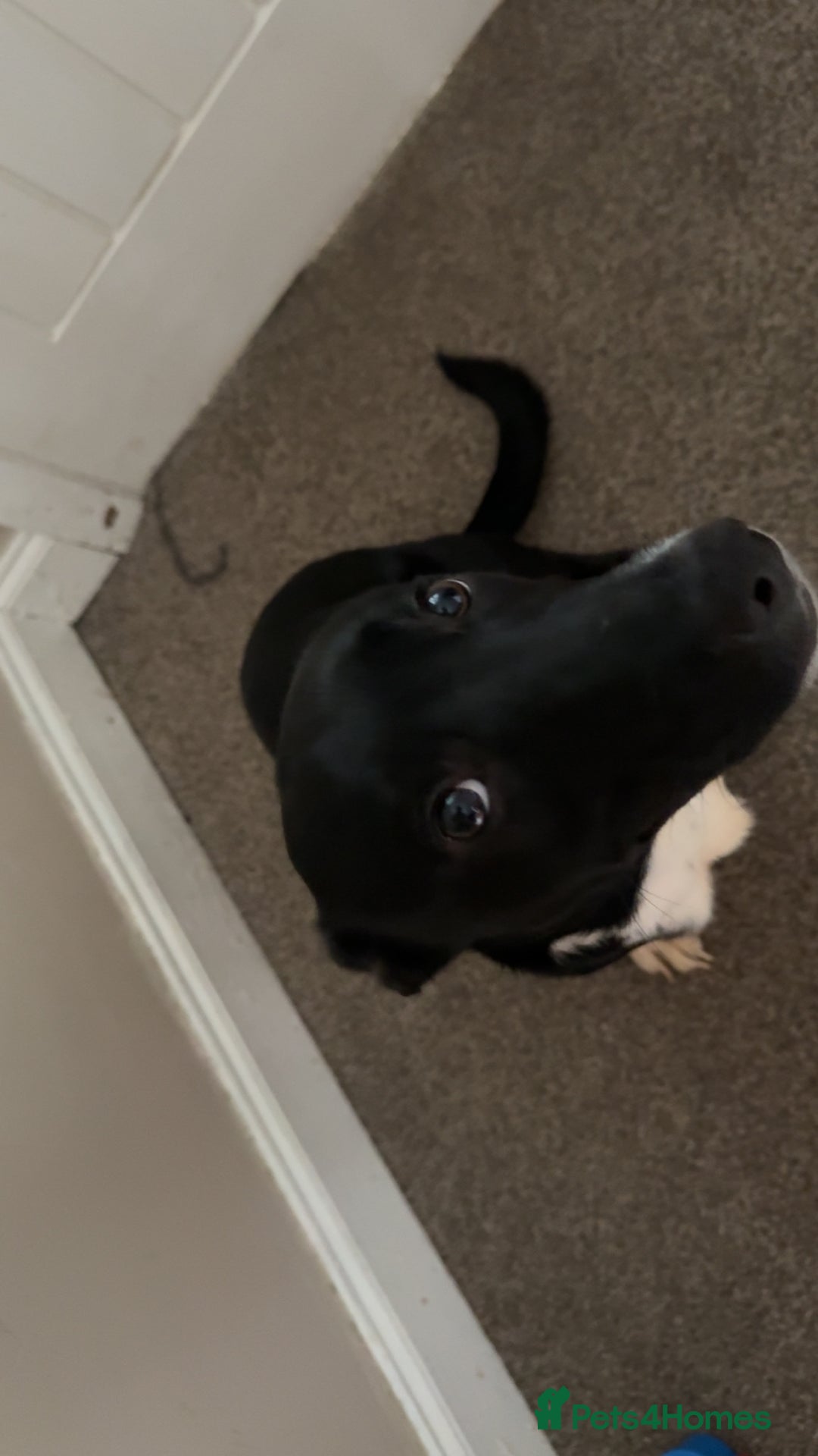 Mixed Breed dogs for sale: Luna  - Advert 1