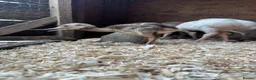 Emus poultry for sale: Rhea chicks  - Advert 5