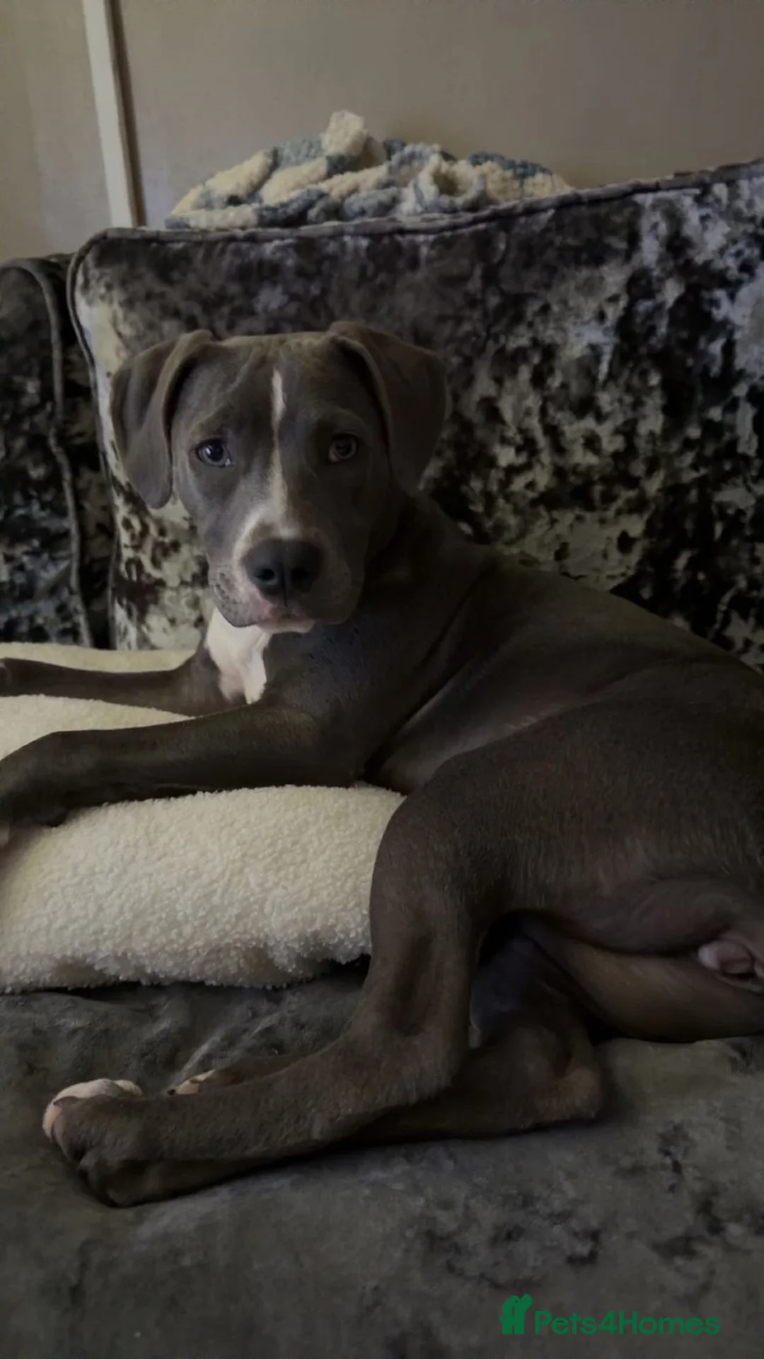 Staffordshire Bull Terrier dogs for sale: 6 month old Staffy  in Nottingham - Advert 2