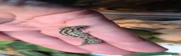 Gecko reptiles for sale: Viper geckos in Brandon - Advert 2