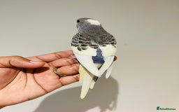 Budgerigars birds for sale: Hand reared budgies for sale  - Image 3