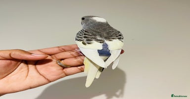 Budgerigars birds - Advert 6