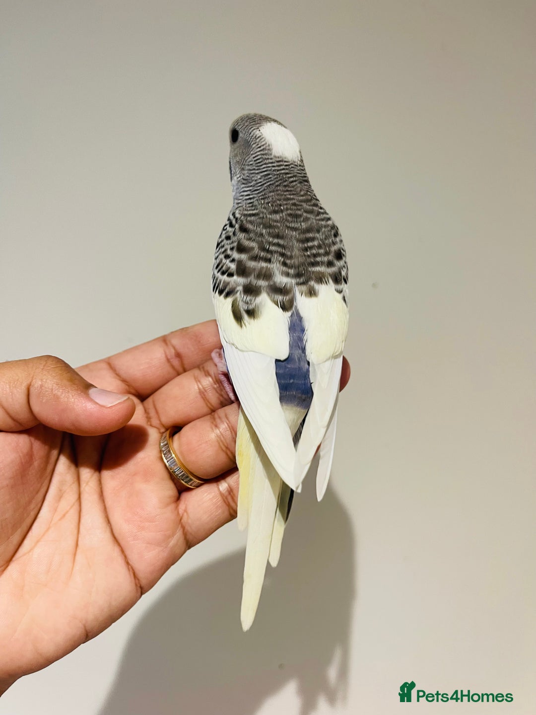 Budgerigars birds for sale: Hand reared budgies for sale  - Image 3