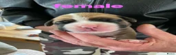 Mixed Breed dogs for sale: Olde tyme bulldog X boxer in Tredegar - Advert 13