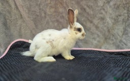Mini Lop rabbits for sale: Mini plush lops  - Image 4