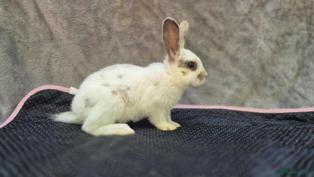 Mini Lop rabbits for sale: Mini plush lops  - Image 4