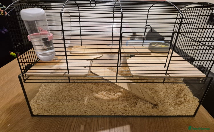 Gerbil rodents - Advert 1
