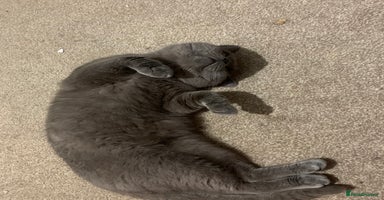 British Shorthair cats - Advert 1