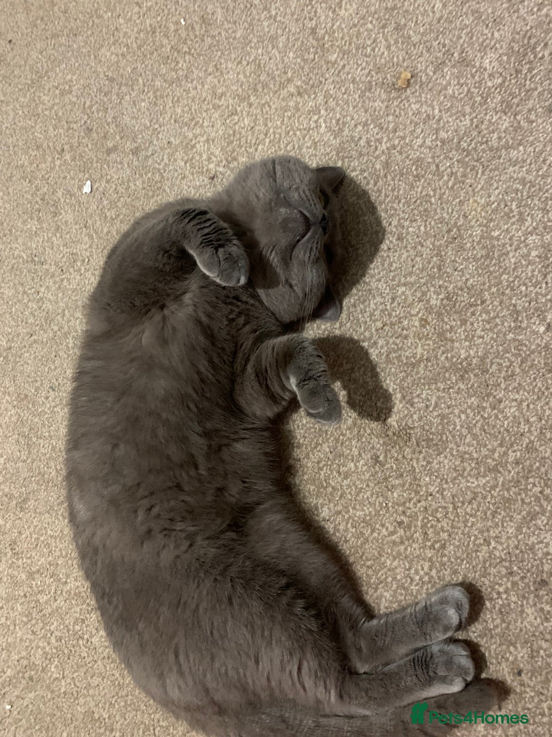 British Shorthair cats for sale: British short hair male - Image 3