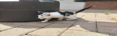 Mixed Breed Kitten 2
