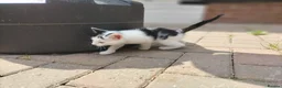Mixed Breed cats for sale: Adorable kitten looking for forever homes - Advert 6