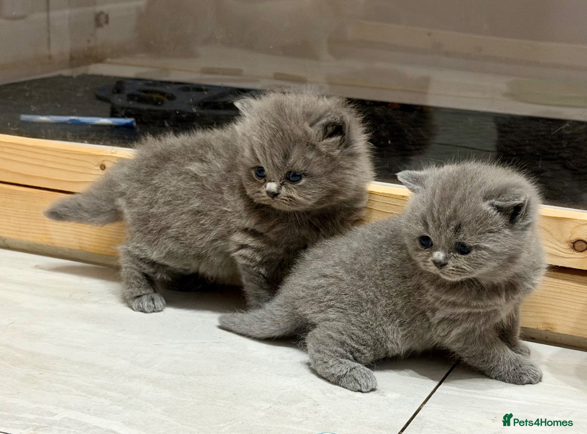 British Shorthair cats Gccf registered British shorthair kittens - Advert 1