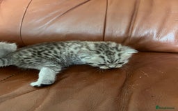 British Shorthair cats for sale: British shorthair kittens - Image 16