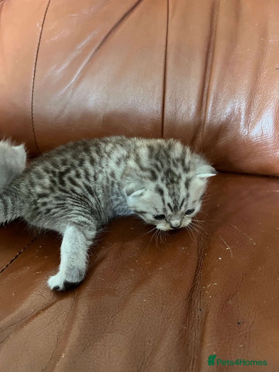 British Shorthair cats for sale: British shorthair kittens - Image 16