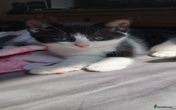Mixed Breed cats for sale: 2x playful, gorgeous male kitten's for sale  - Image 2