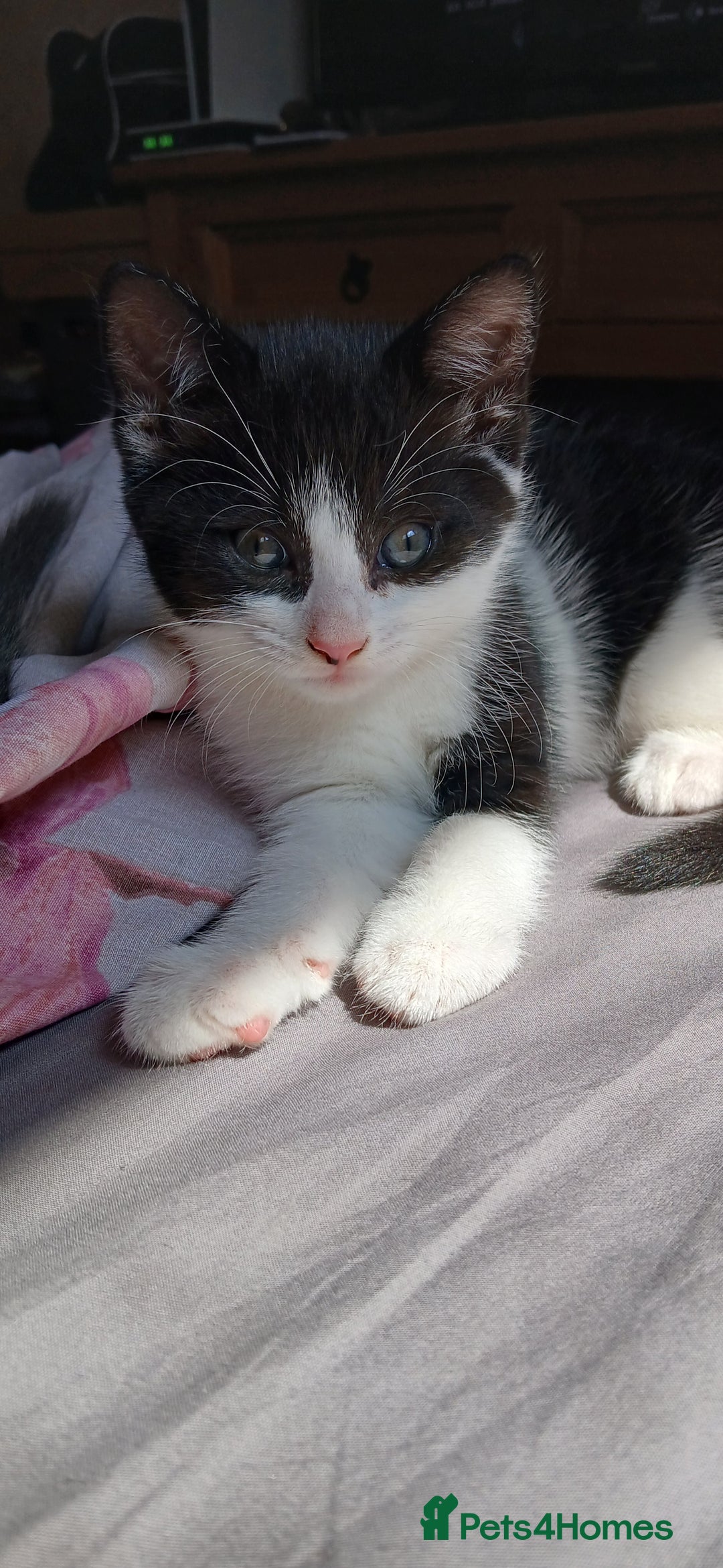 Mixed Breed cats for sale: 2x playful, gorgeous male kitten's for sale  - Image 2