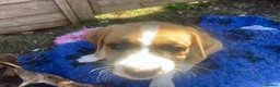 Mixed Breed dogs for sale: Boxer Shepherds for sale in High Wycombe - Advert 10