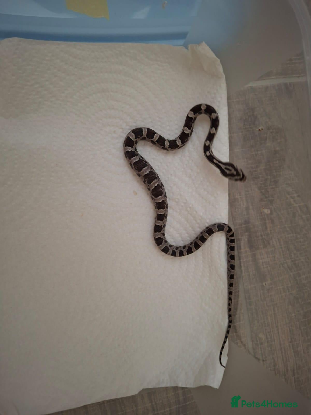Corn Snake reptiles for sale: Baby corn snakes for sale - Advert 9
