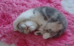 Persian cats for sale: Gccf Persian Exotic Little Girl  - Advert 2