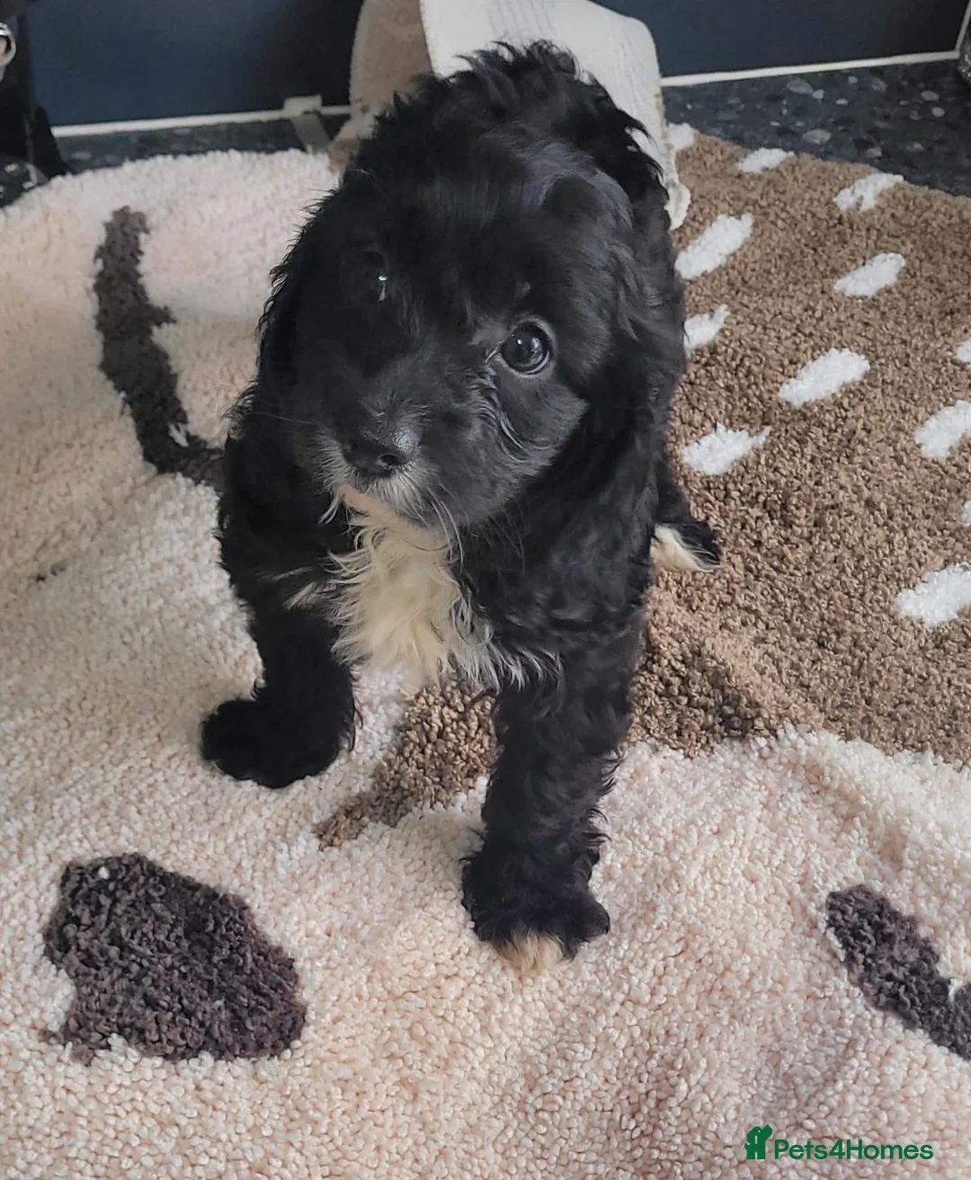 Cavapoo dogs for sale: You F1 Cavapoo puppies - Advert 9