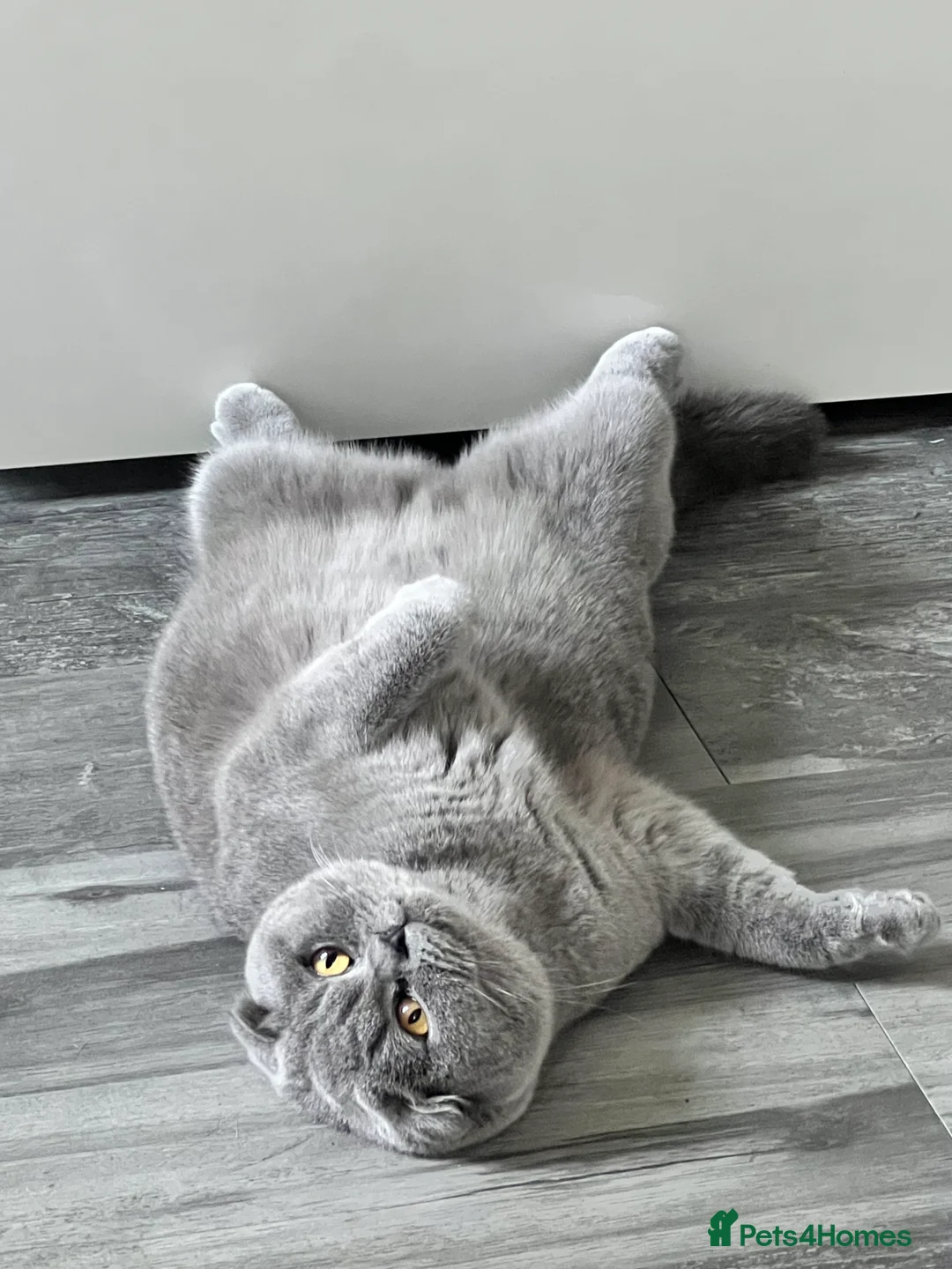 British Shorthair cats for stud: Looking for Stud service that can come to my queen - Advert 3