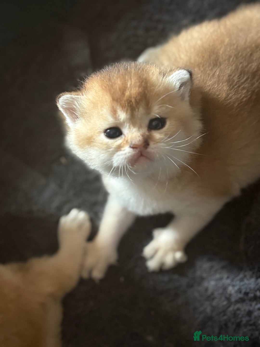 Scottish Fold cats for sale: GOLDEN CHINCHILLA SCOTTISH FOLDS - Image 3