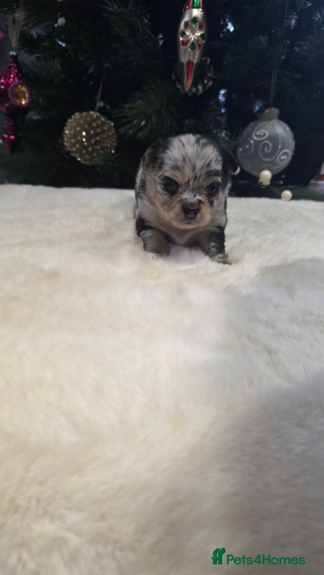 Chihuahua dogs for sale: Chihuahua puppies Russian ancestry with perfect bo - Advert 35