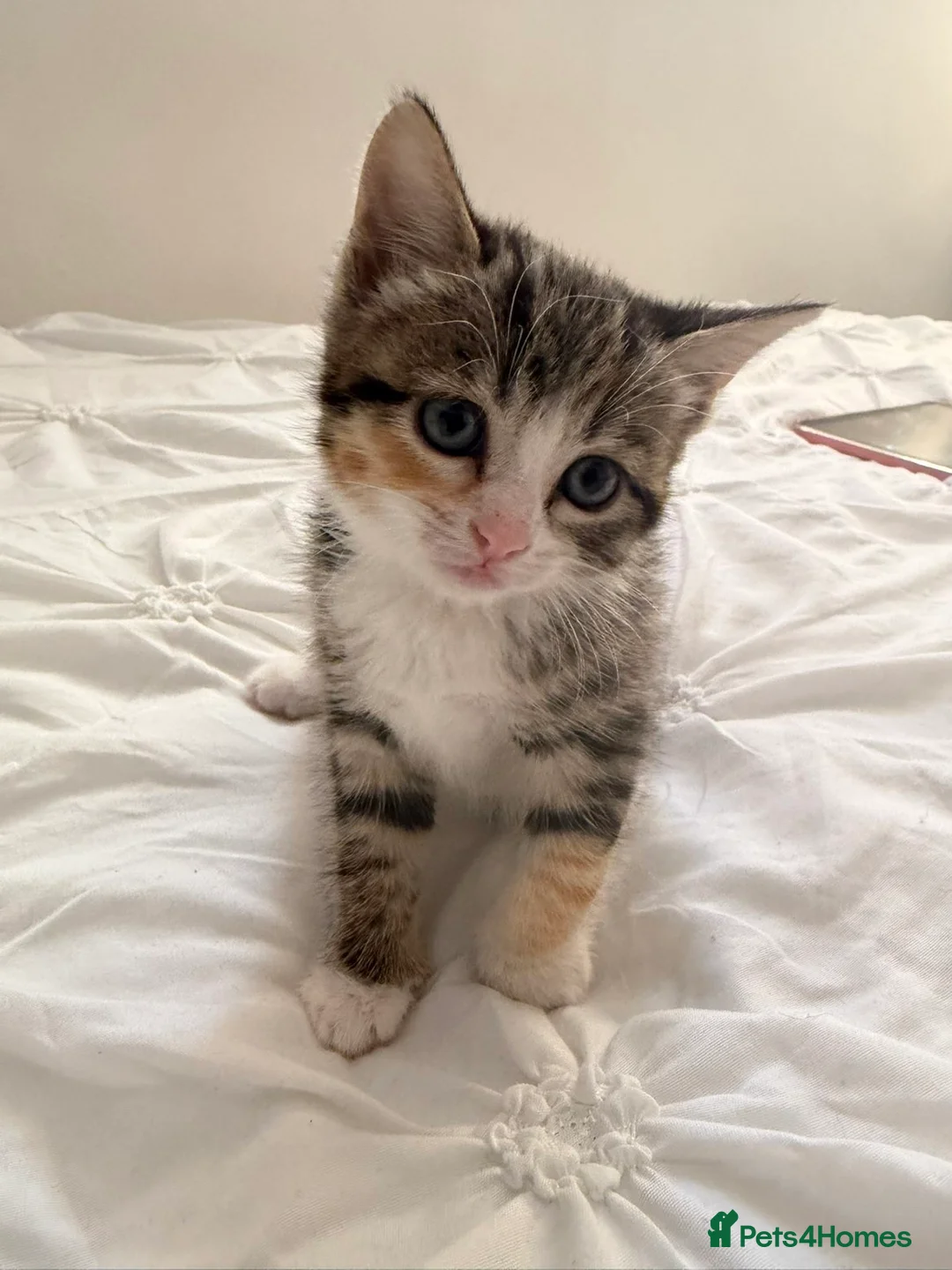 Mixed Breed cats for sale: kittens for sale  - Advert 1