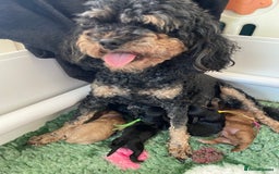 Cavapoo dogs for sale: Exceptional F1 Cavapoos. 5*  - Image 14