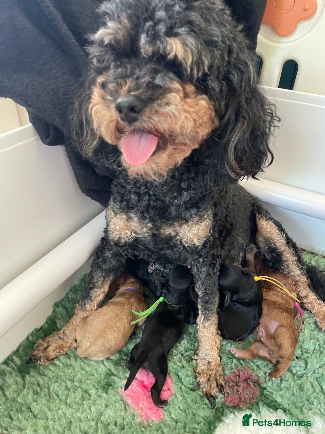 Cavapoo dogs for sale: Exceptional F1 Cavapoos. 5*  - Image 14