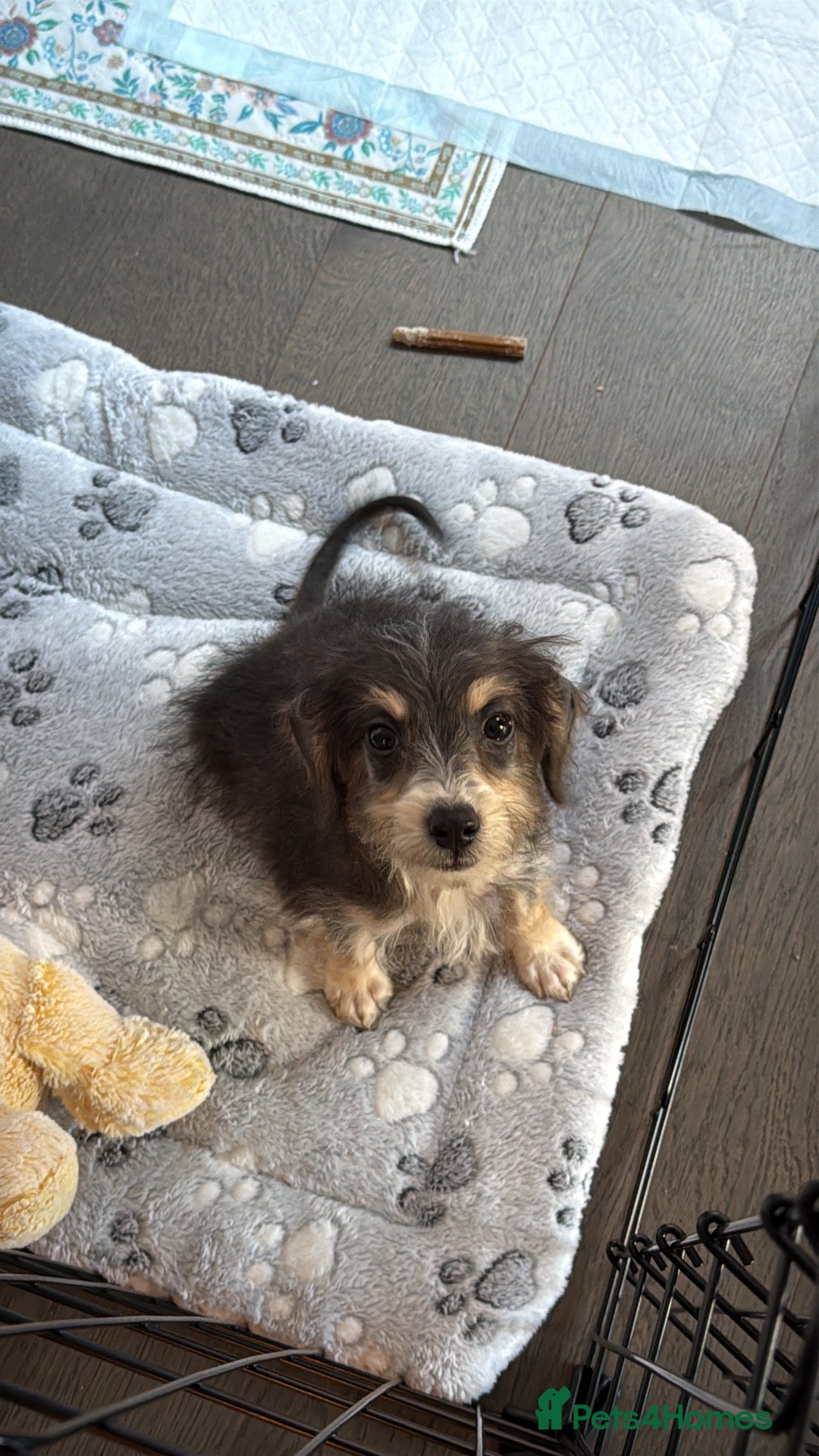 Cockapoo dogs Stunning Mini Cockapoo for sale - Advert 2