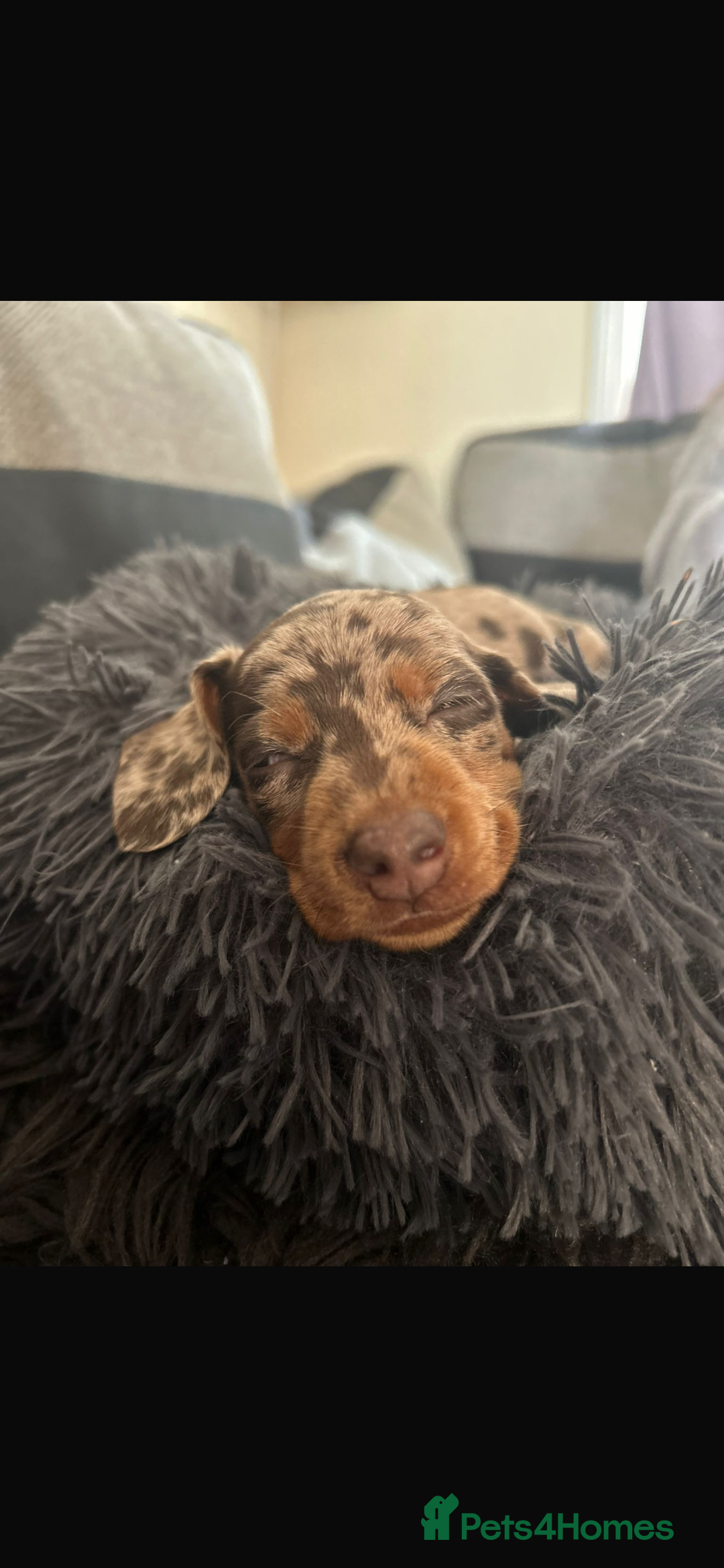 Miniature Dachshund dogs for sale: Miniature dachshunds  - Image 7