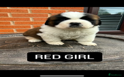 Saint Bernard dogs for sale: Stunning kc Saint Bernard puppies  - Image 7