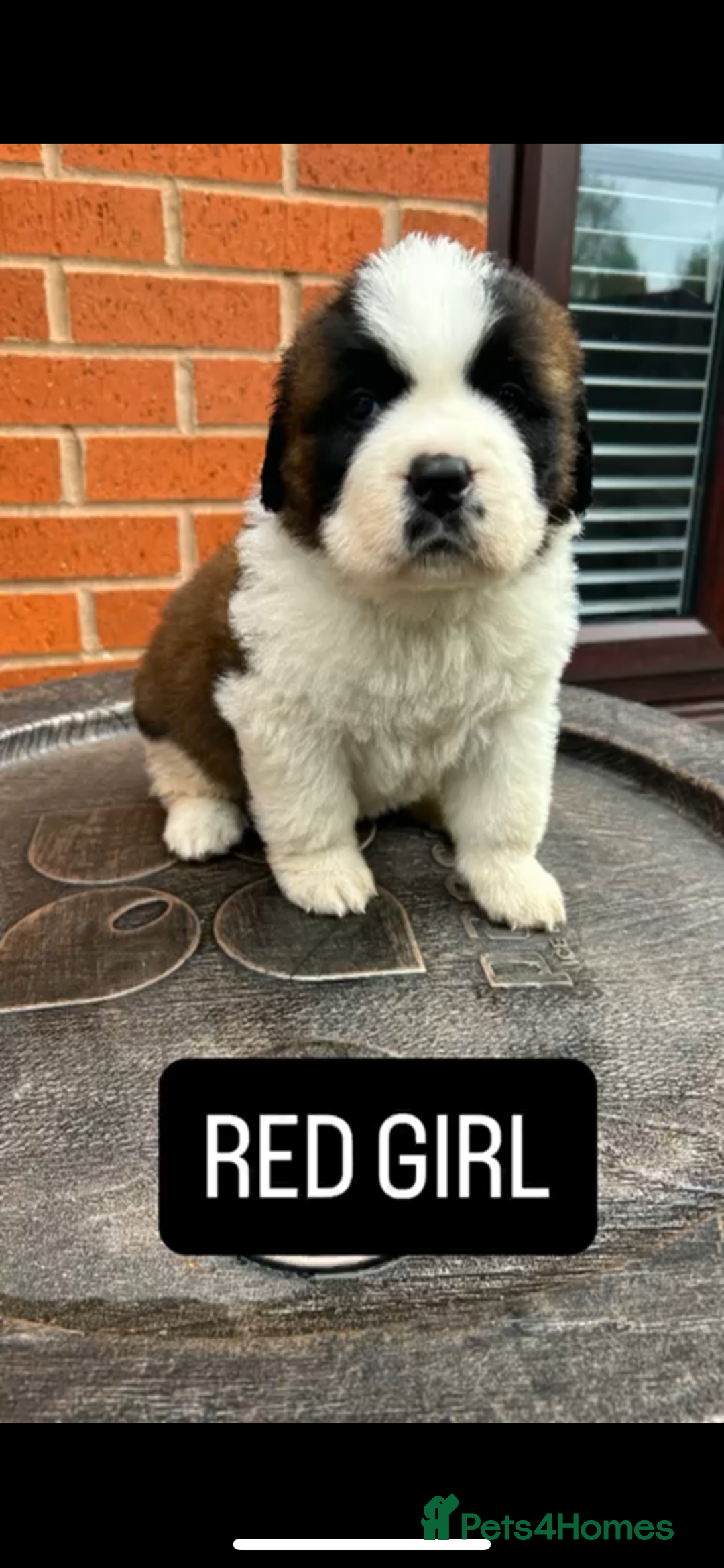 Saint Bernard dogs for sale: Stunning kc Saint Bernard puppies  - Image 7
