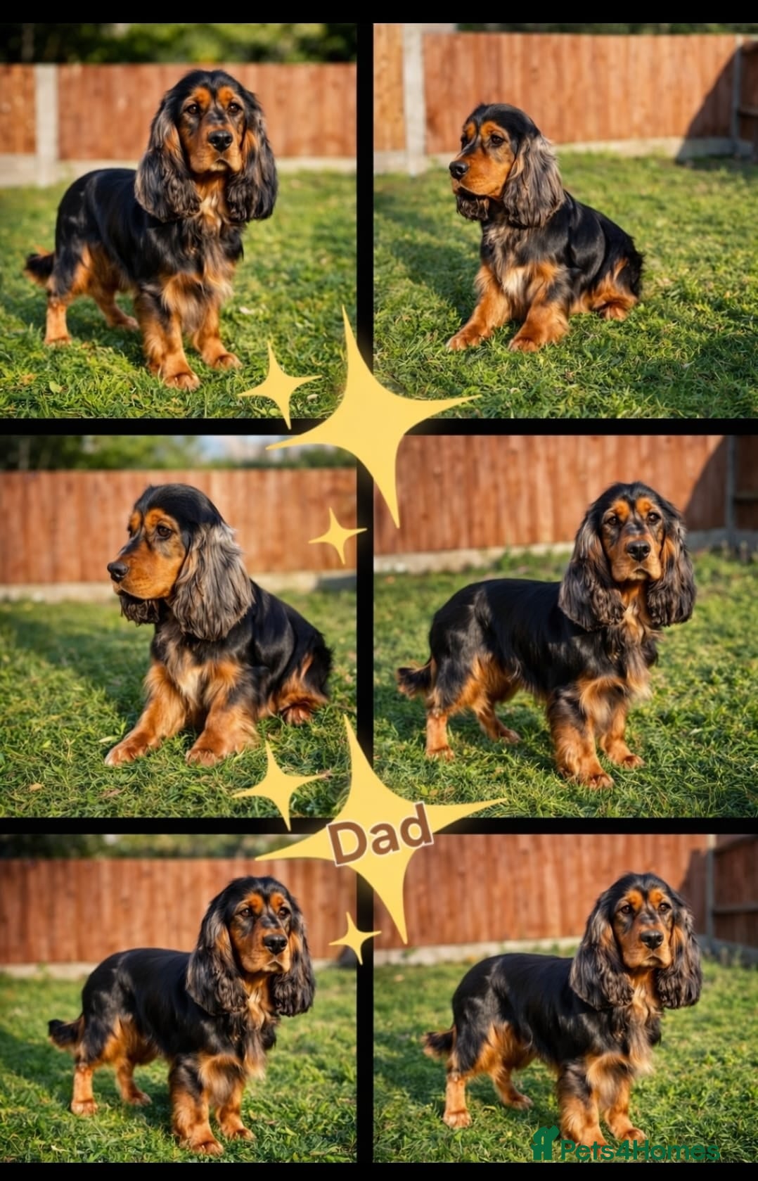 Cocker Spaniel dogs ⭐️⭐️Show type cocker spaniel puppies⭐️⭐️ - Advert 13