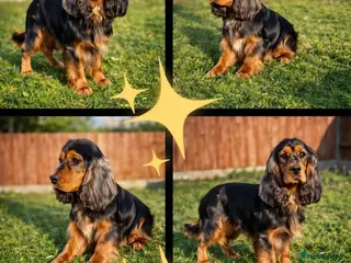 Cocker Spaniel dogs ⭐️⭐️Show type cocker spaniel puppies⭐️⭐️ - Advert 1