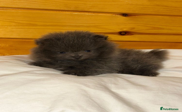 Pomeranian dogs - Advert 1