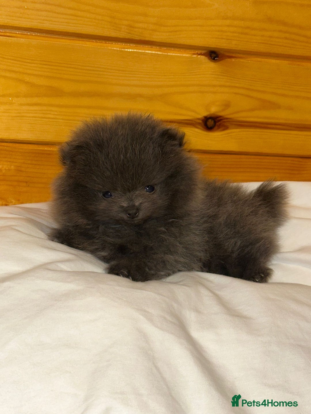 Pomeranian dogs for sale:  Pomeranian blue Girl  - Image 9