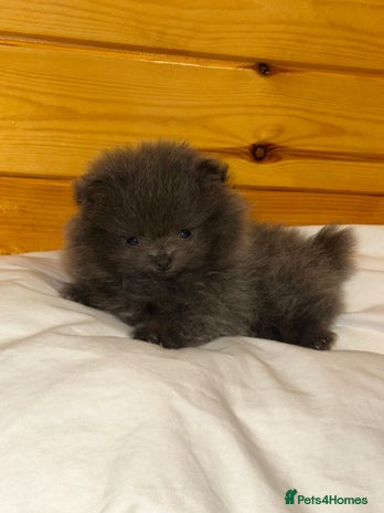 Pomeranian dogs - Advert 15