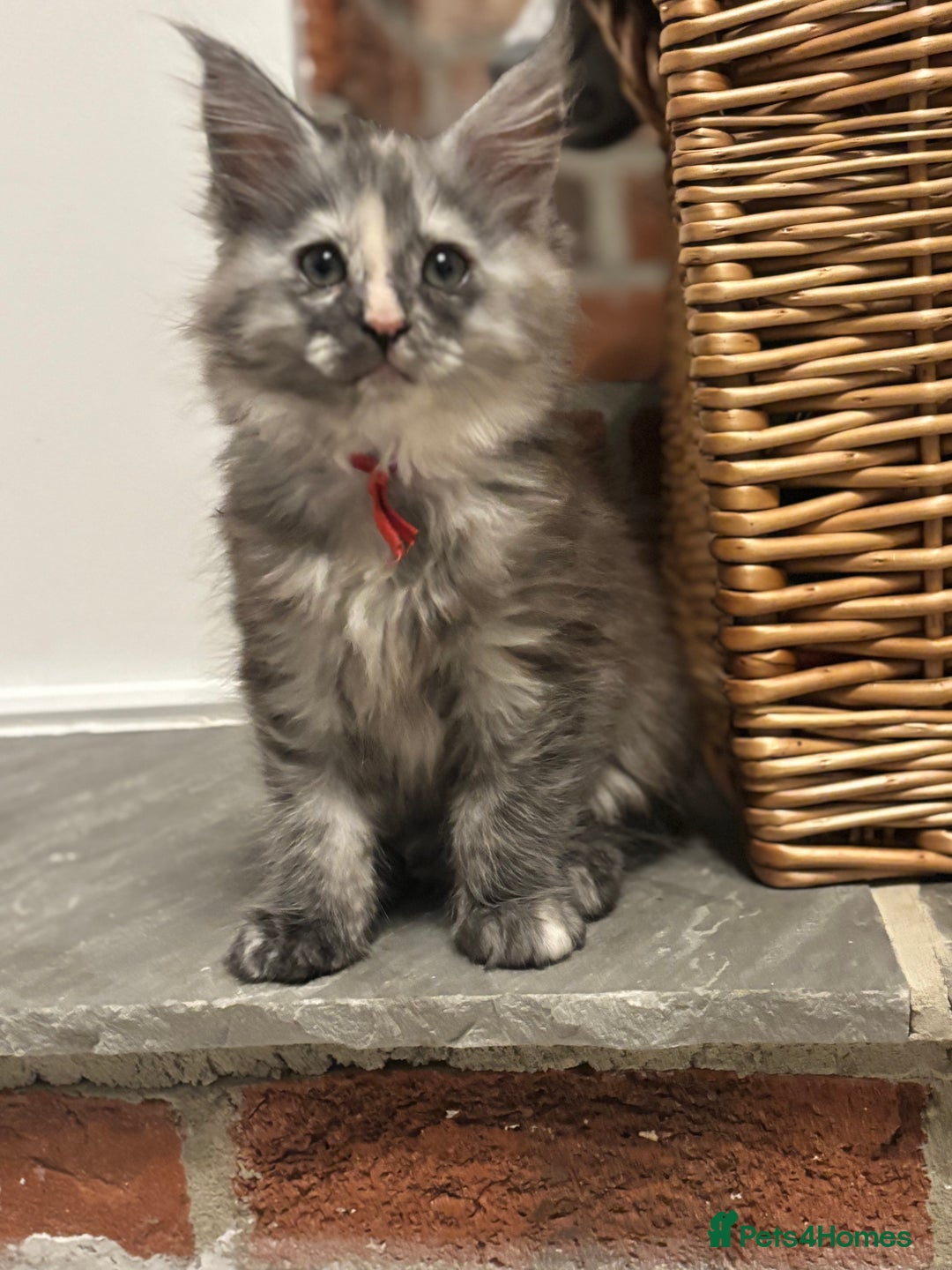 Maine Coon cats for sale: TICA Maine Coon Kittens - Advert 23