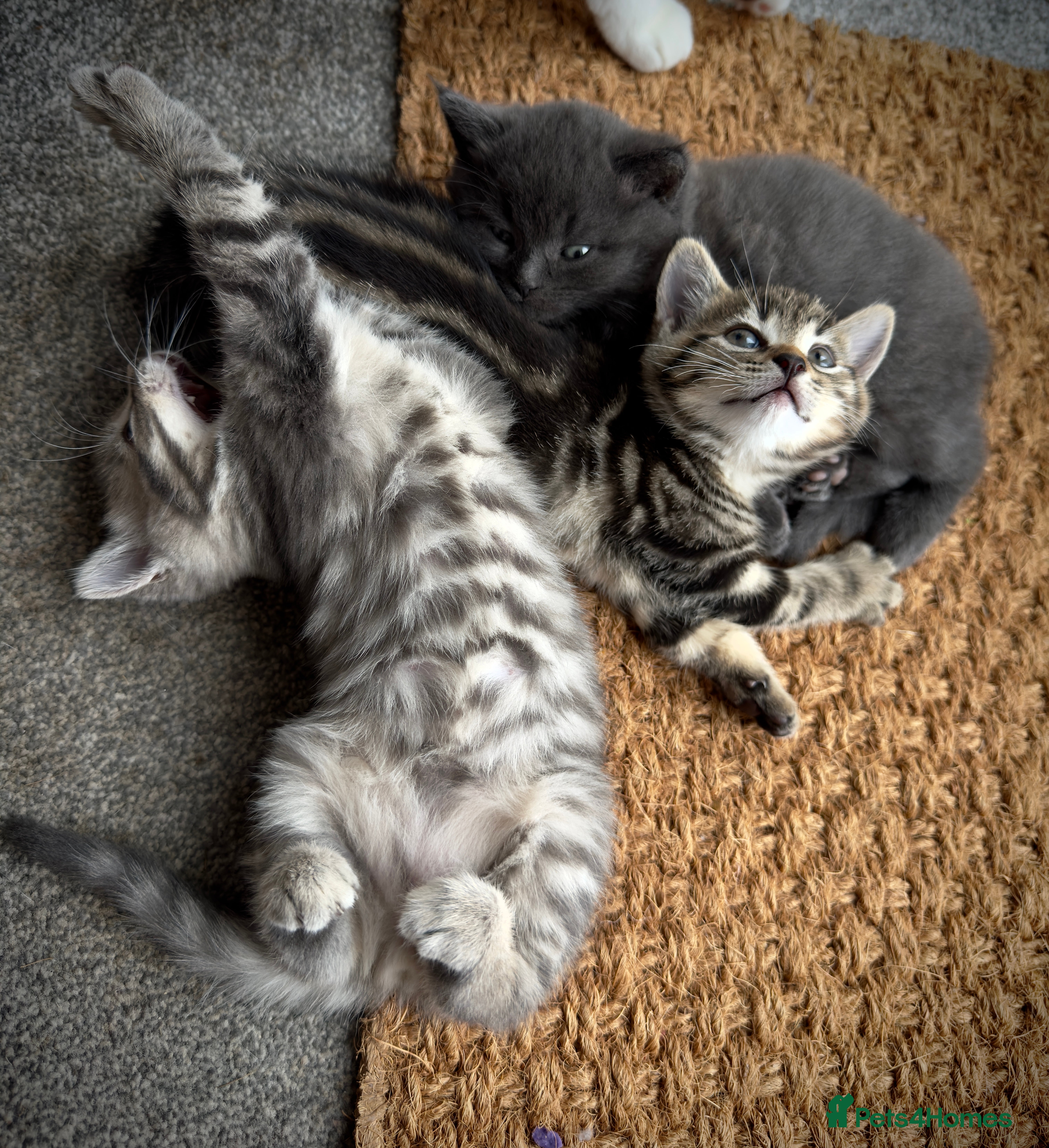 Domestic Shorthair cats ONLY 1 LEFT! Tabby Girl Kitten 10 Weeks Old - Advert 2
