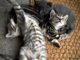 Domestic Shorthair cats - Advert 14