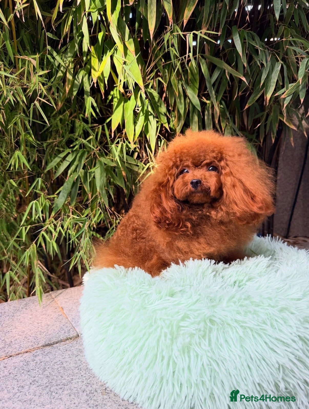 Toy Poodle dogs TINY ASIAN TEDDY POODLE STUD - Advert 1
