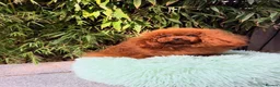 Toy Poodle dogs for stud: TINY ASIAN TEDDY POODLE STUD - Advert 1
