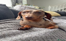 Miniature Dachshund dogs for sale: Dachshund puppy’s forsale  - Image 3