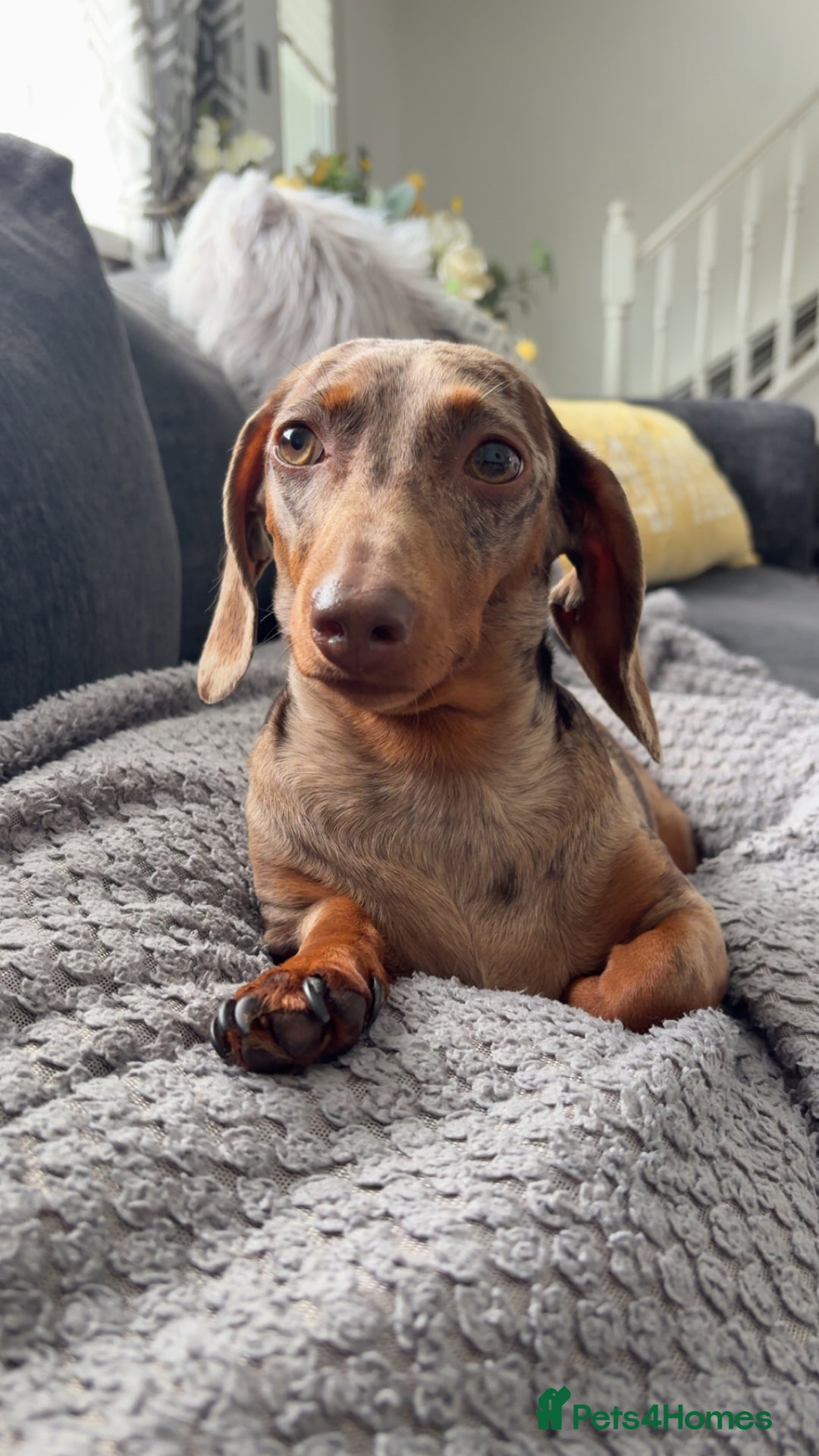 Miniature Dachshund dogs for sale: Dachshund puppy’s forsale  - Image 3