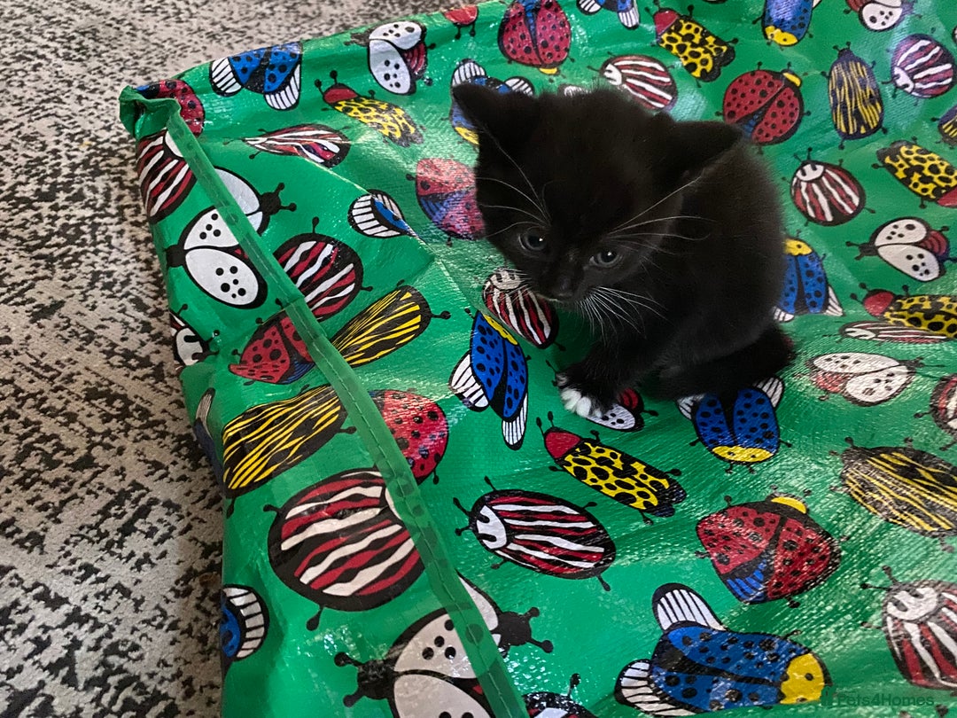 Ragdoll cats for sale: Kittys for sale - Advert 4