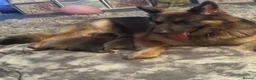 German Shepherd dogs for sale: Isabella German Shepherds - Advert 25