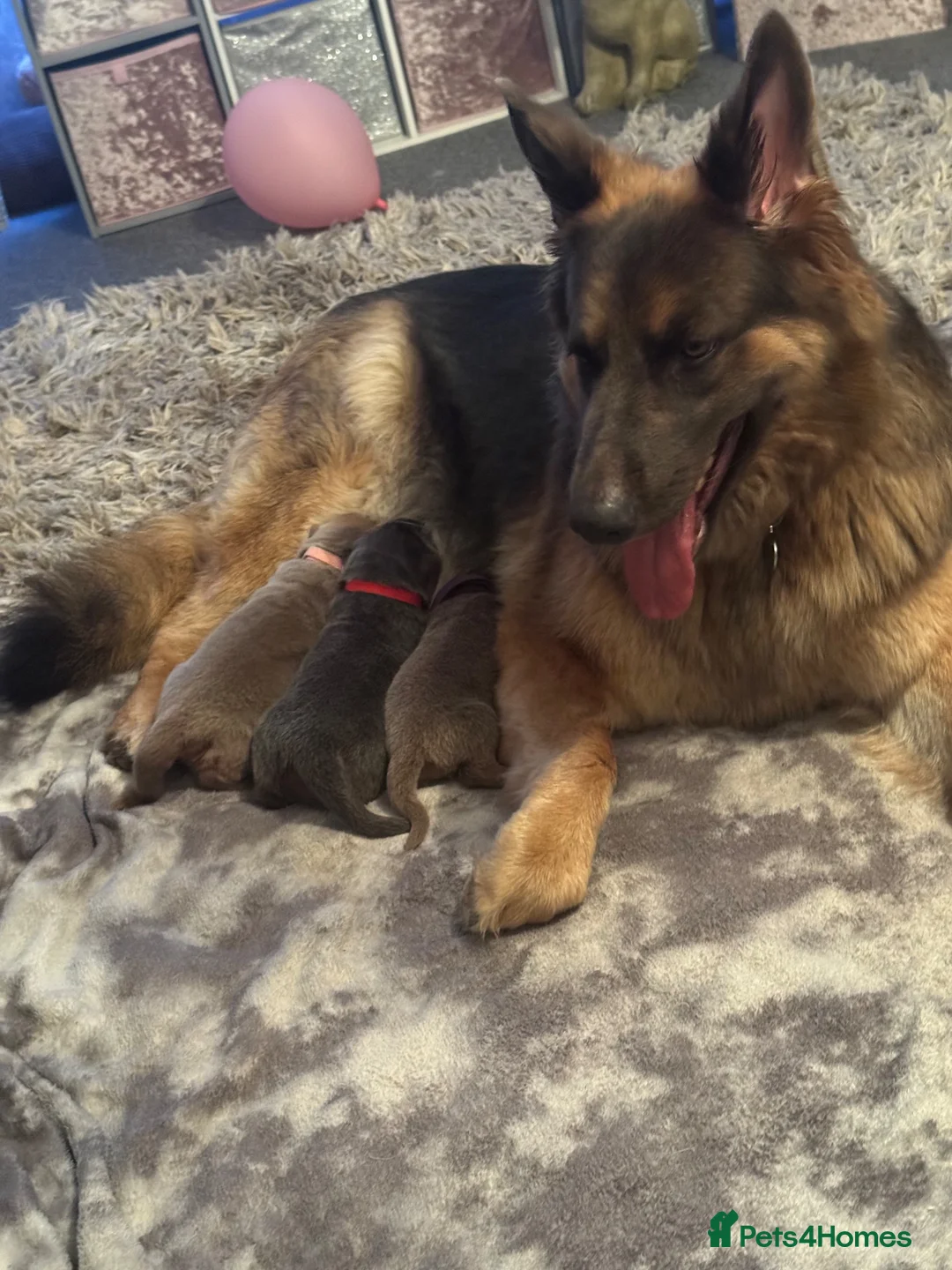 German Shepherd dogs for sale: Isabella German Shepherds - Advert 25