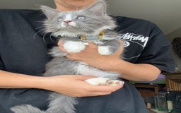 Maine Coon cats for sale: TICA registered Maine Coons, Ready end of August❤️ - Image 37